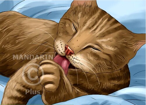 кошка лижет